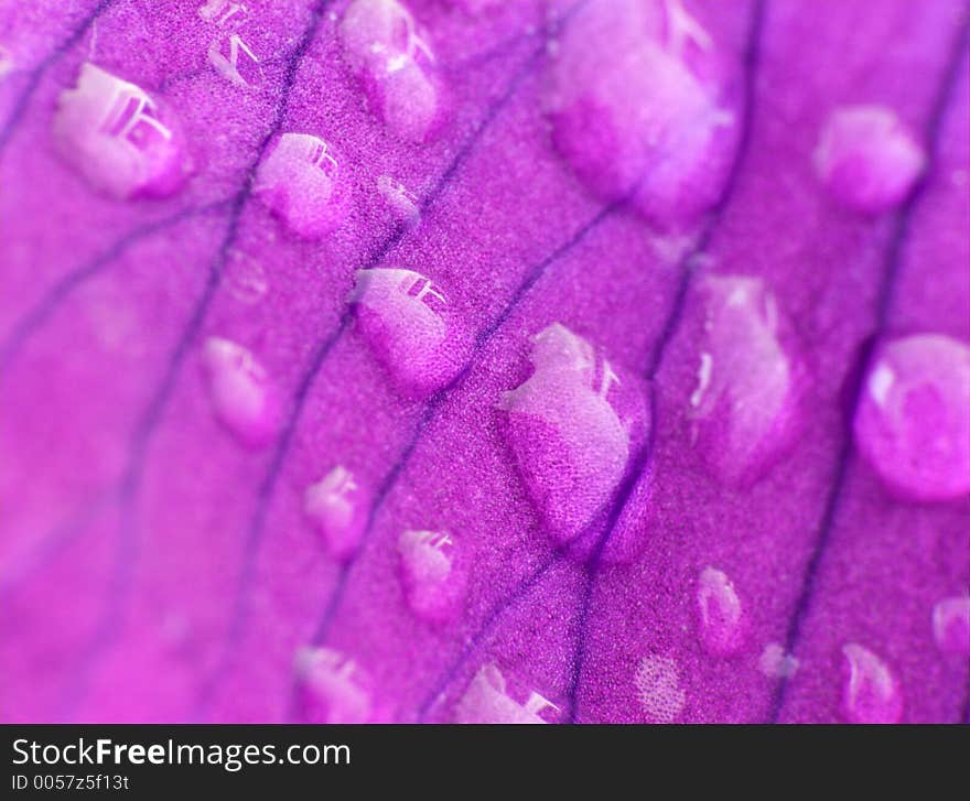 Raindrops on an iris petal