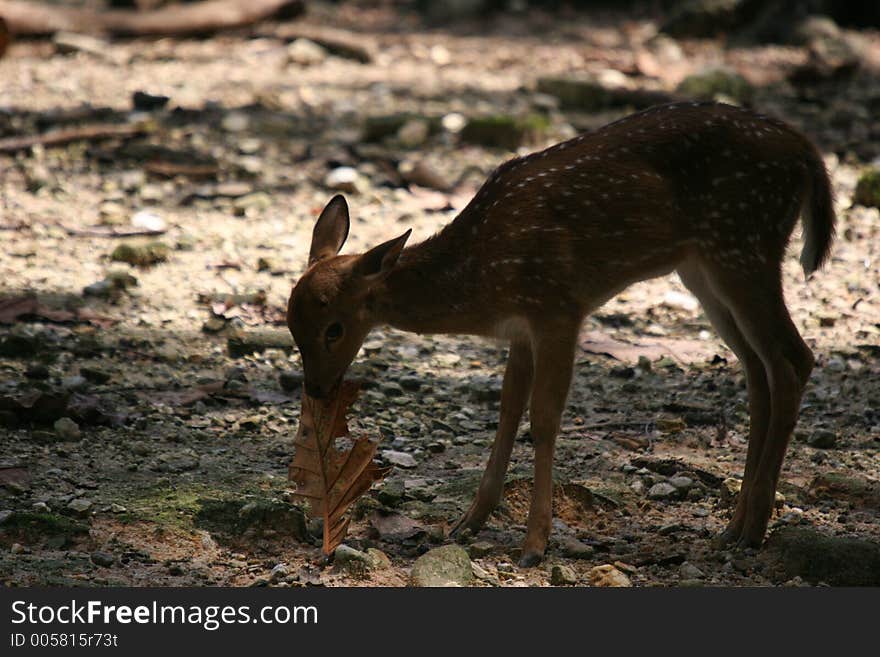 Backlit spotted deer