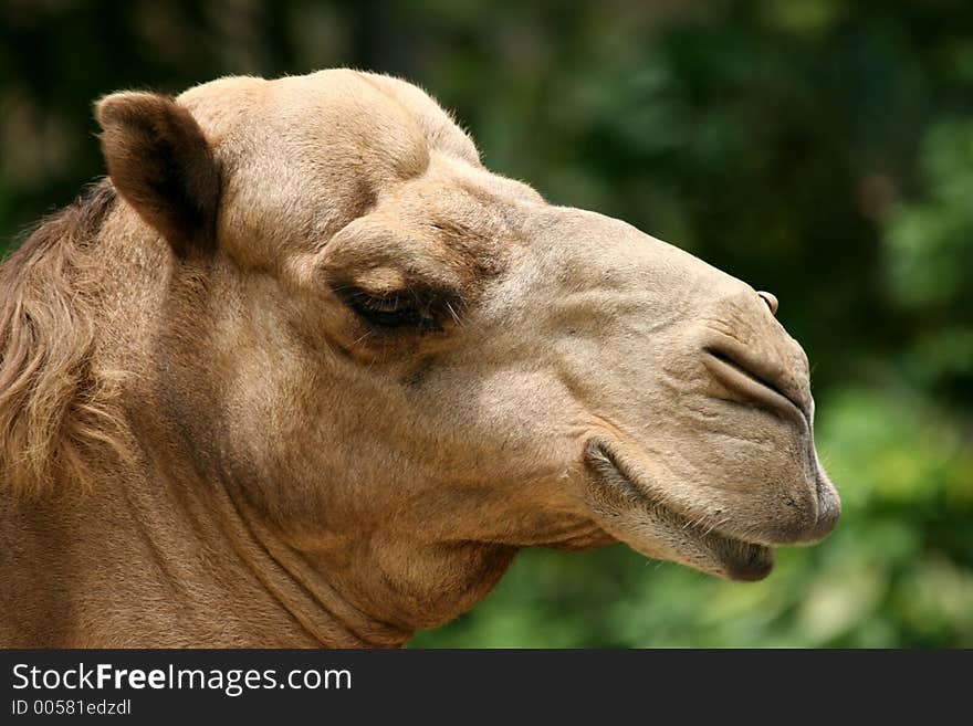 Head of camel