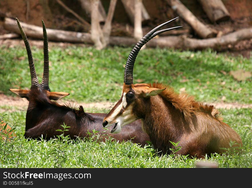 Gemsbok antelope (Oryx) at Kuala Lumpur Zoo