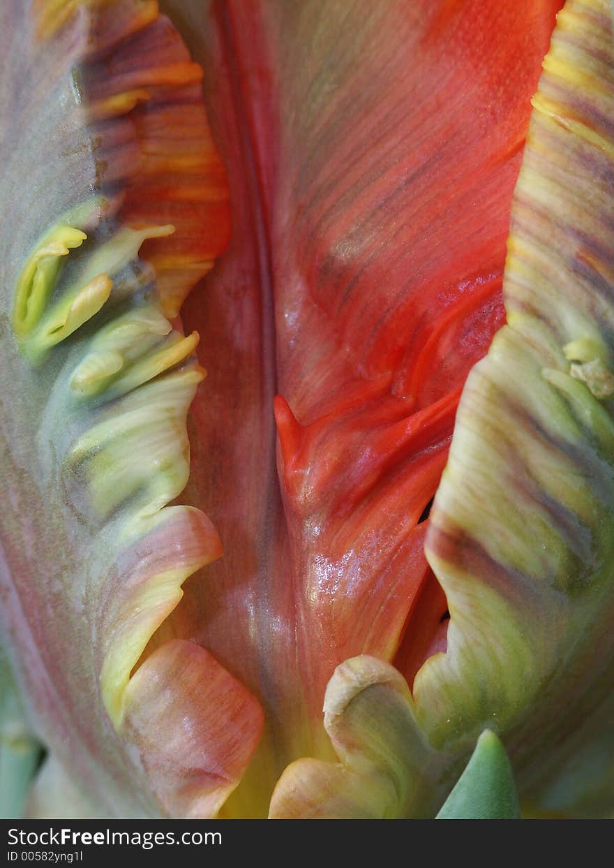 Detail of a parrot tulip, special breeding of a tulip. Detail of a parrot tulip, special breeding of a tulip