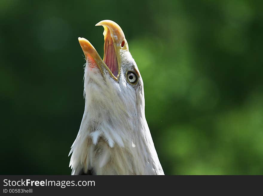 Bald Eagle calling to the sky. Bald Eagle calling to the sky