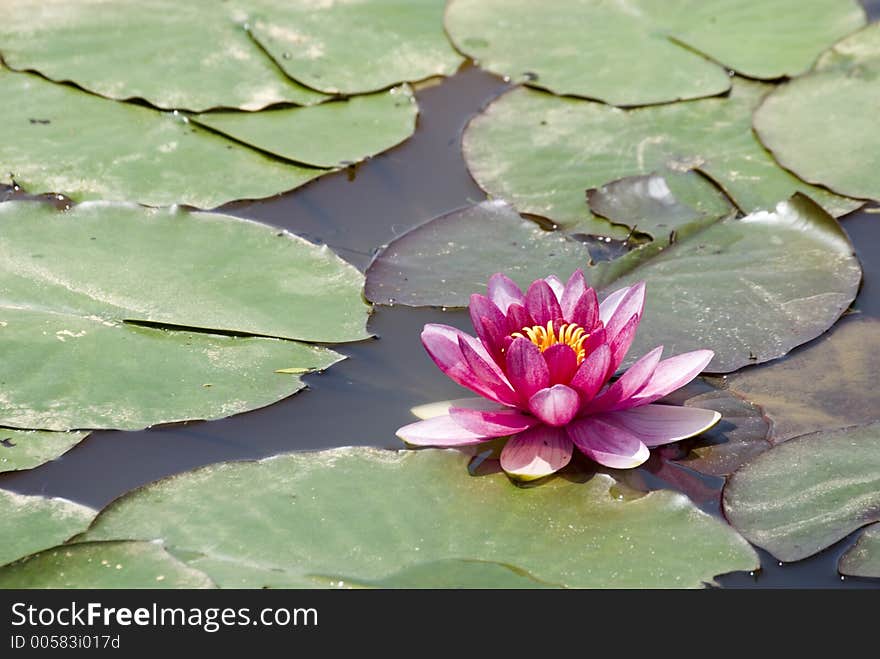 Waterlily in pond. Waterlily in pond