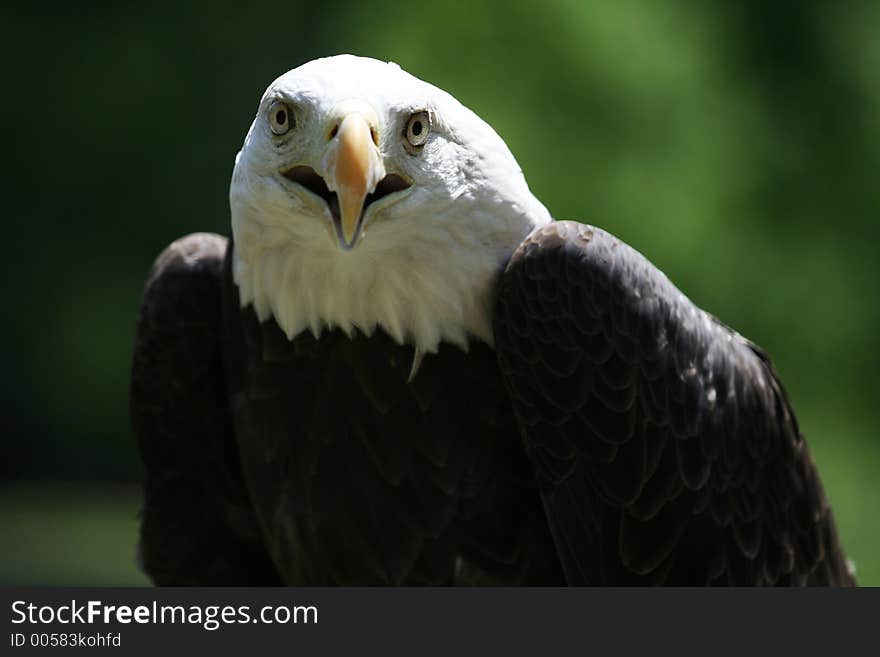 Eagle staring at the viewer. Eagle staring at the viewer