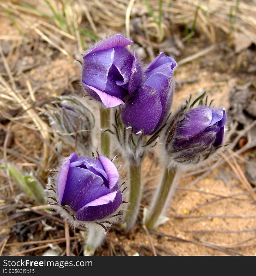 Рulsatilla patens