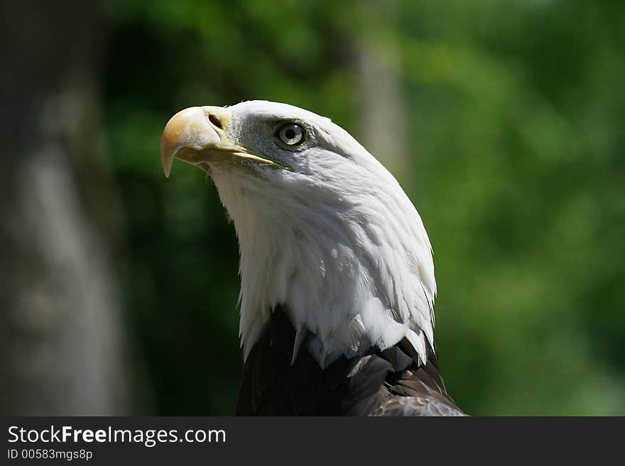 Eagle looking off into space