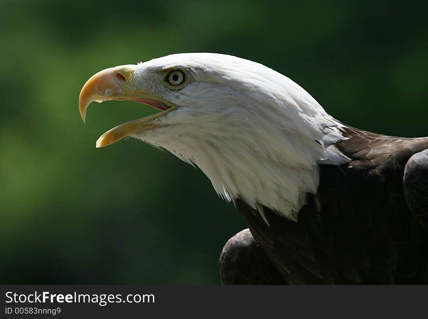 Bald eagle looks as if he is yelling at someone ahead of him. Bald eagle looks as if he is yelling at someone ahead of him