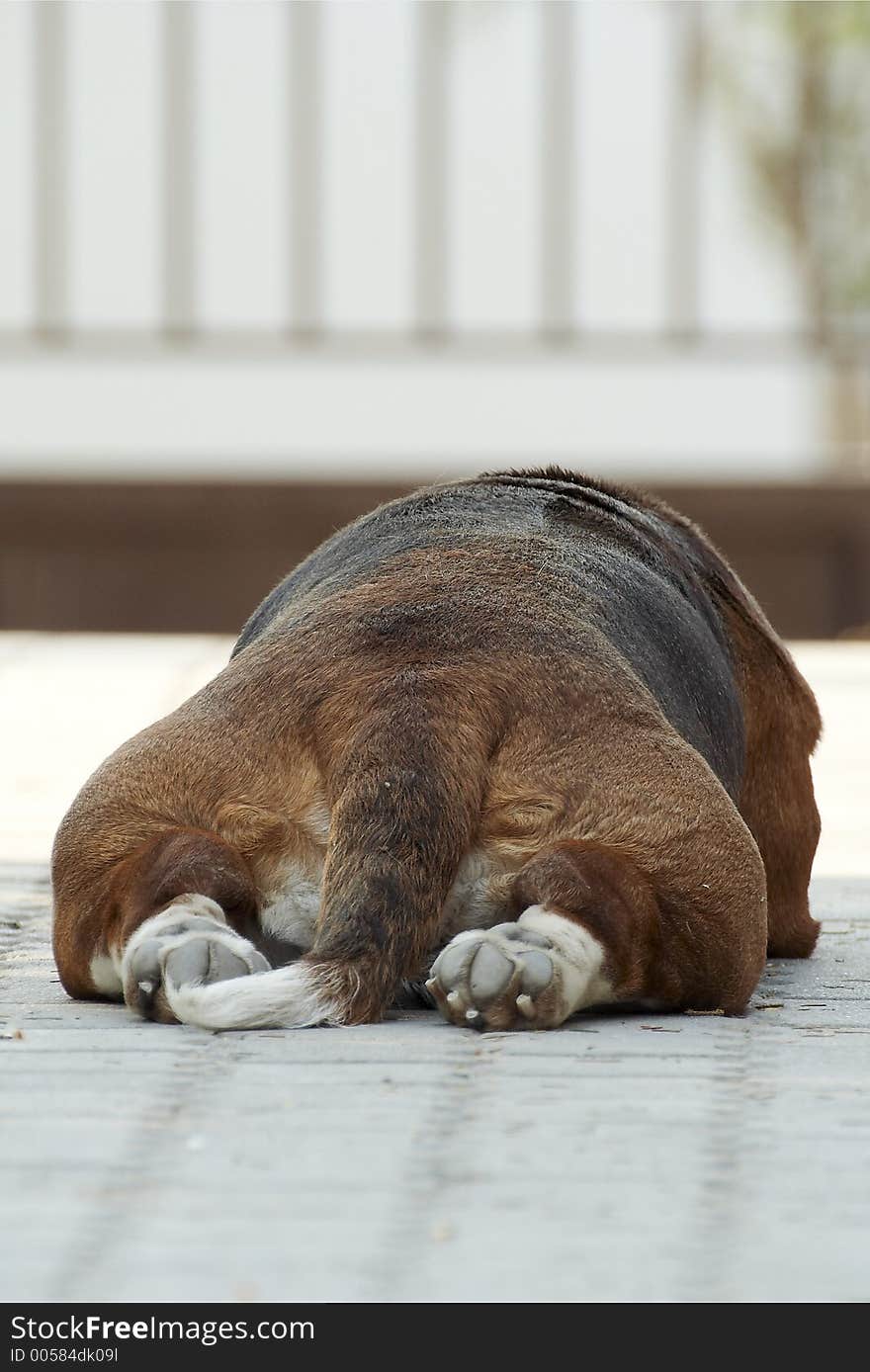 My dog after diner. My dog after diner