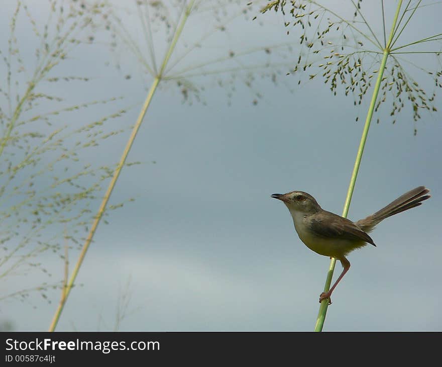 Sri Lankan Bird in Upcountry. Sri Lankan Bird in Upcountry