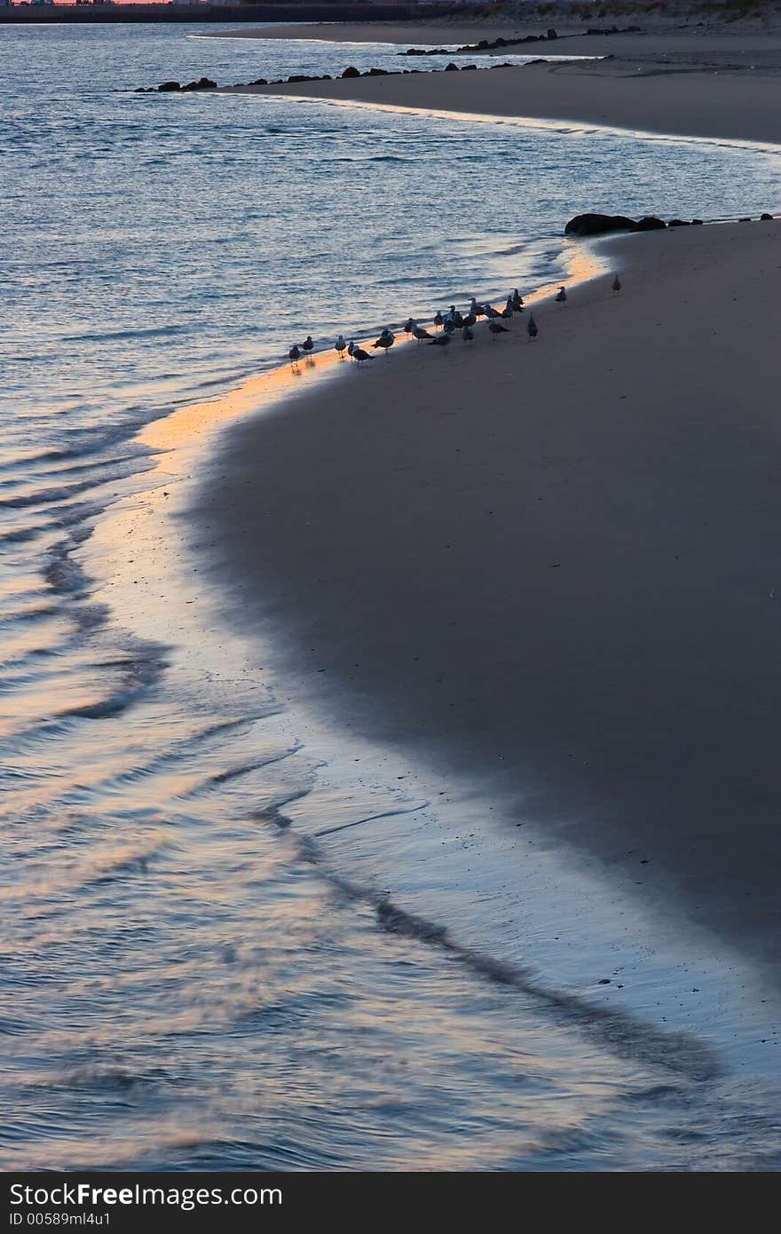 Beach at sunset with birds in the sand