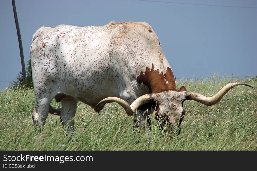 Grazing Bull