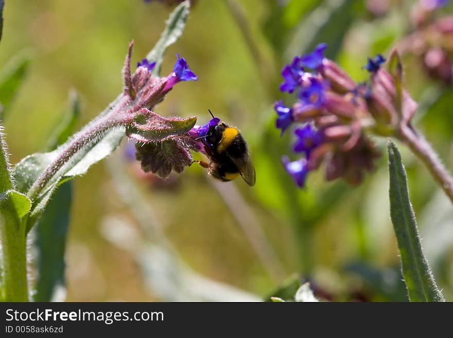 Flying Bee