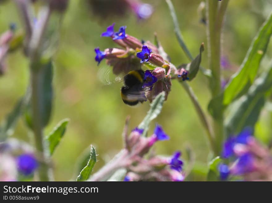 Flying bee