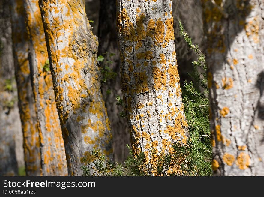 Yellow moss in a trees in a forest in Spain. Yellow moss in a trees in a forest in Spain