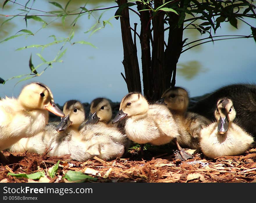 Family of baby ducks lined up, as if posing for a shot. Family of baby ducks lined up, as if posing for a shot