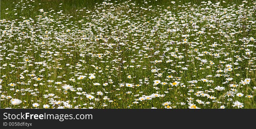 Field of Shasta Daisies