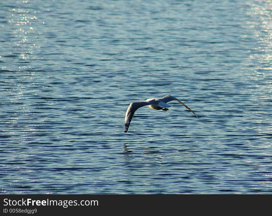 Solitary Seagull