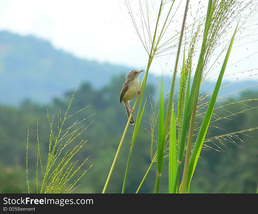 Small Bird Polkichcha in Sri Lankan Upcountry