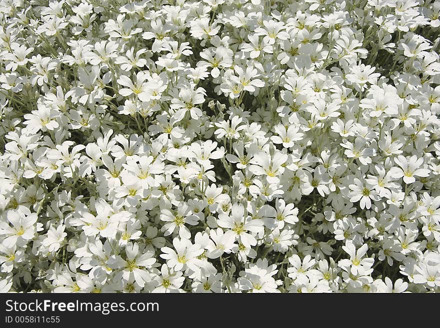 Daisies