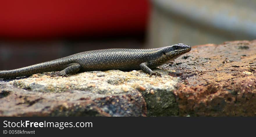 Lizard suntan