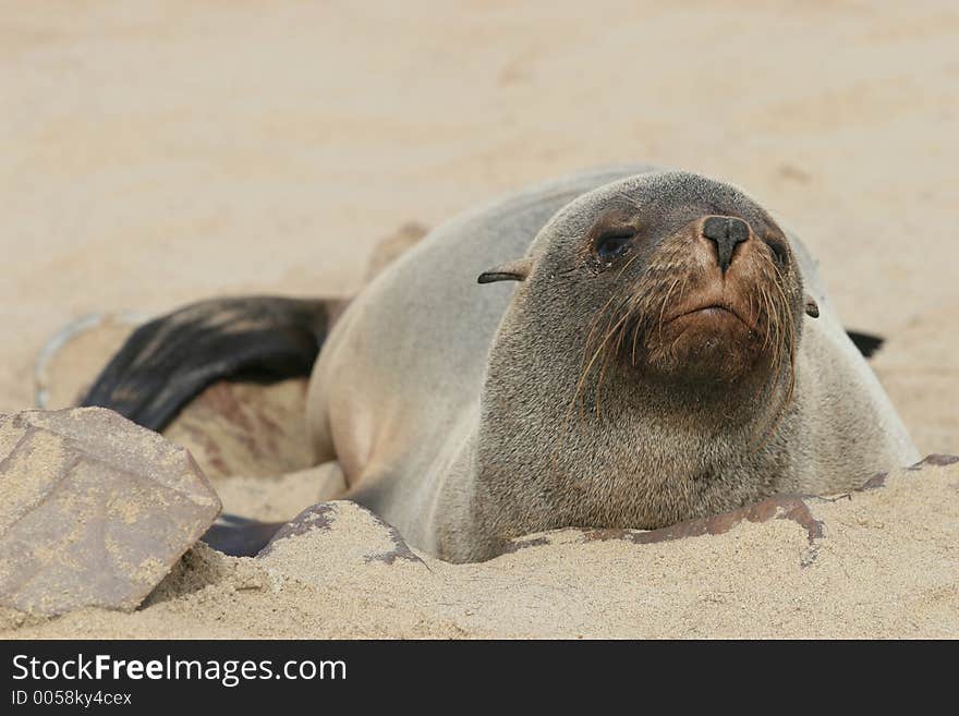 Sleepy seal. Skeleton coast, Namibia. Sleepy seal. Skeleton coast, Namibia