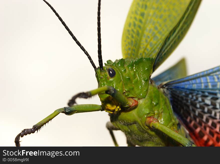 Close up 3/4 front view of a locust. Close up 3/4 front view of a locust.