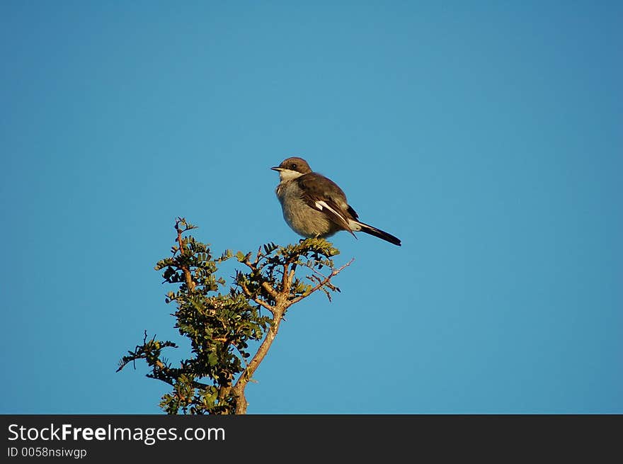 Bird perched on a tree branch. Bird perched on a tree branch