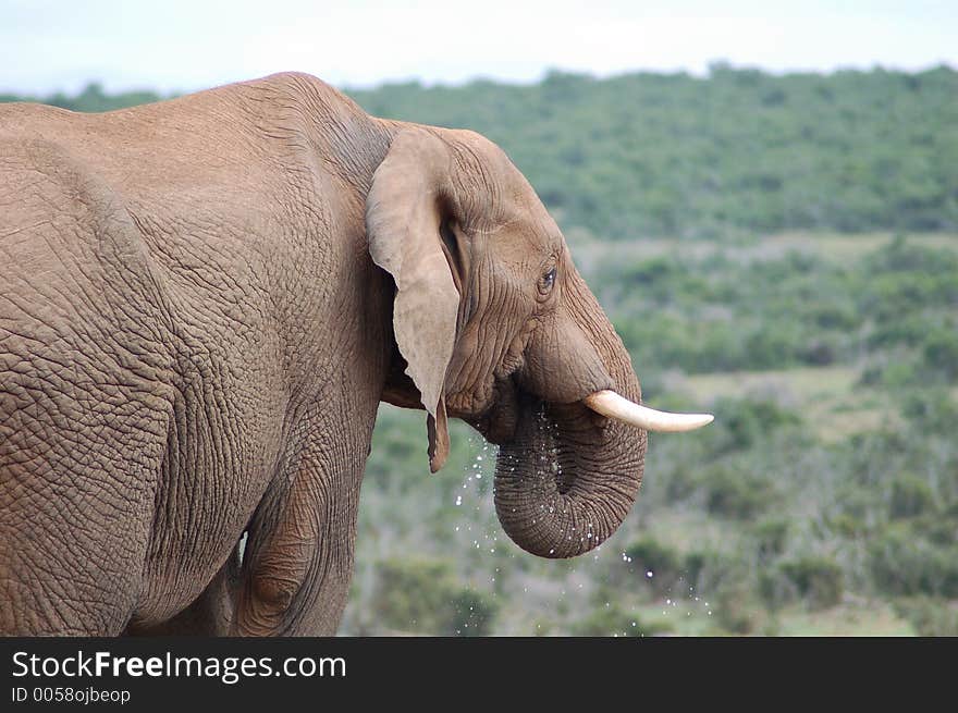 Elephant drinking