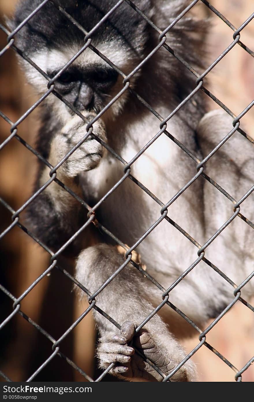 Baby black and white monkey in a cage at zoo. Baby black and white monkey in a cage at zoo.