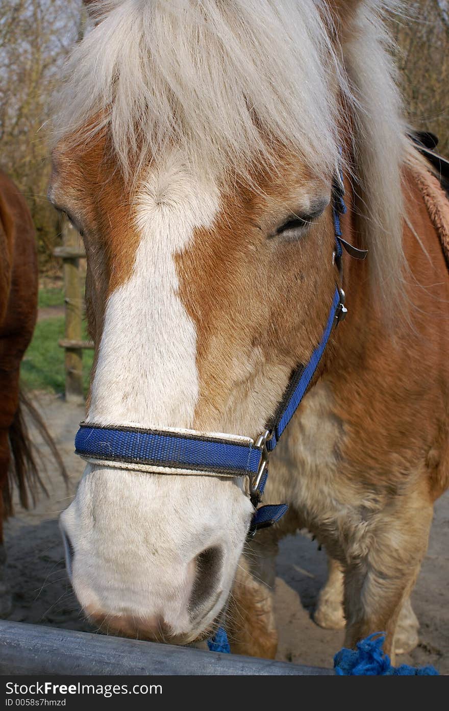 Resting horse with bridle before next ride for children, close-up. Resting horse with bridle before next ride for children, close-up