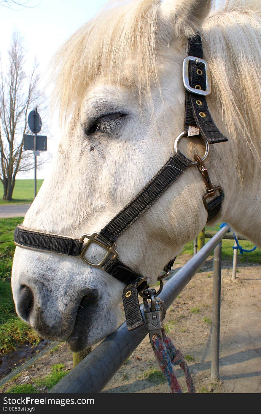 Resting horse with bridle before next ride for children. Resting horse with bridle before next ride for children