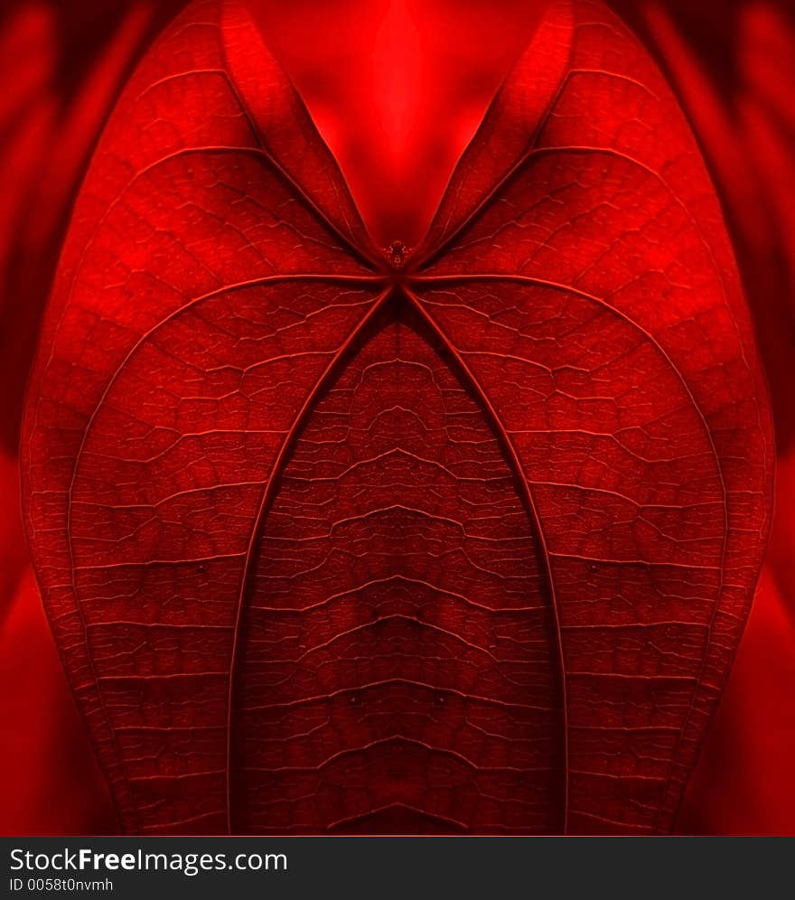 Abstract of a leaf in vibrant red colour. Abstract of a leaf in vibrant red colour.