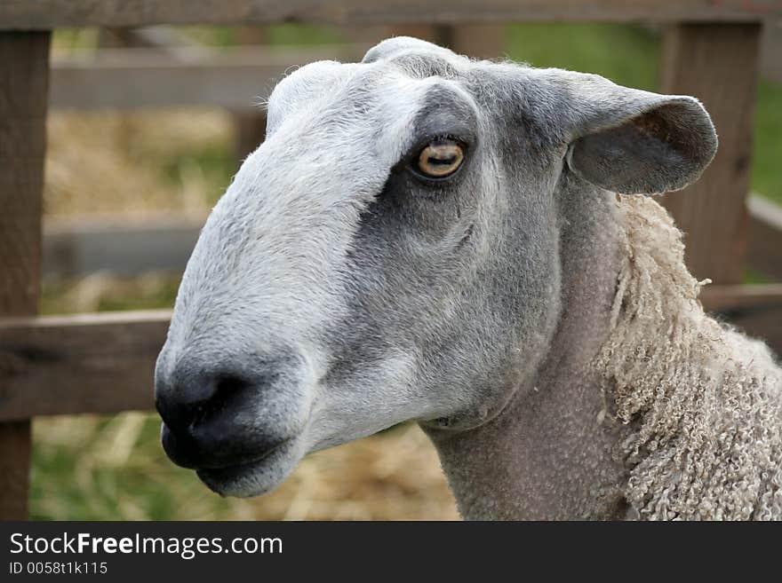 Sheepish Face