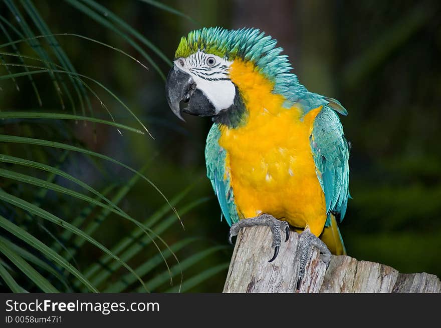 A Macaw sitting on dead tree trunk. A Macaw sitting on dead tree trunk