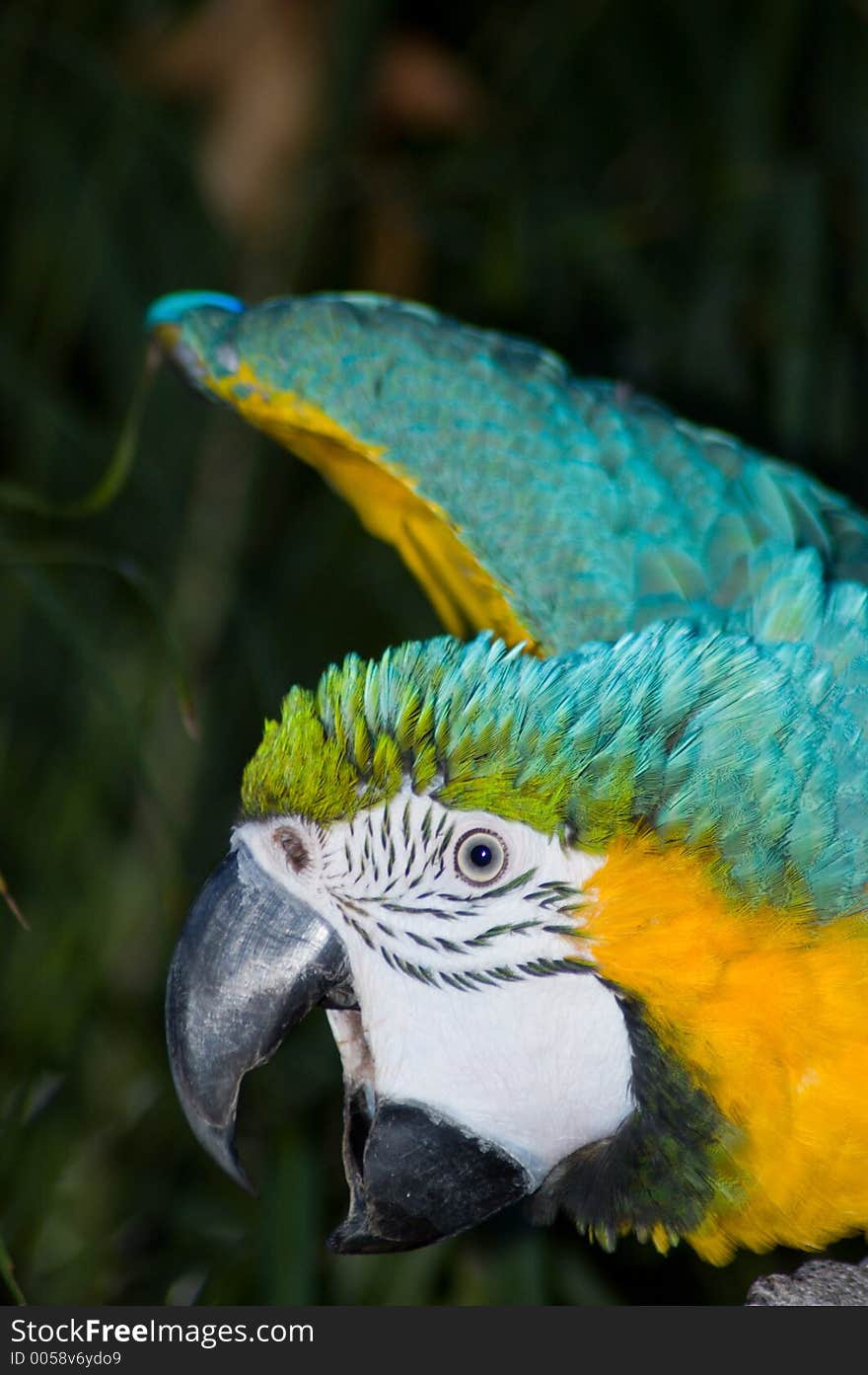 A Macaw stretching its wings. A Macaw stretching its wings.