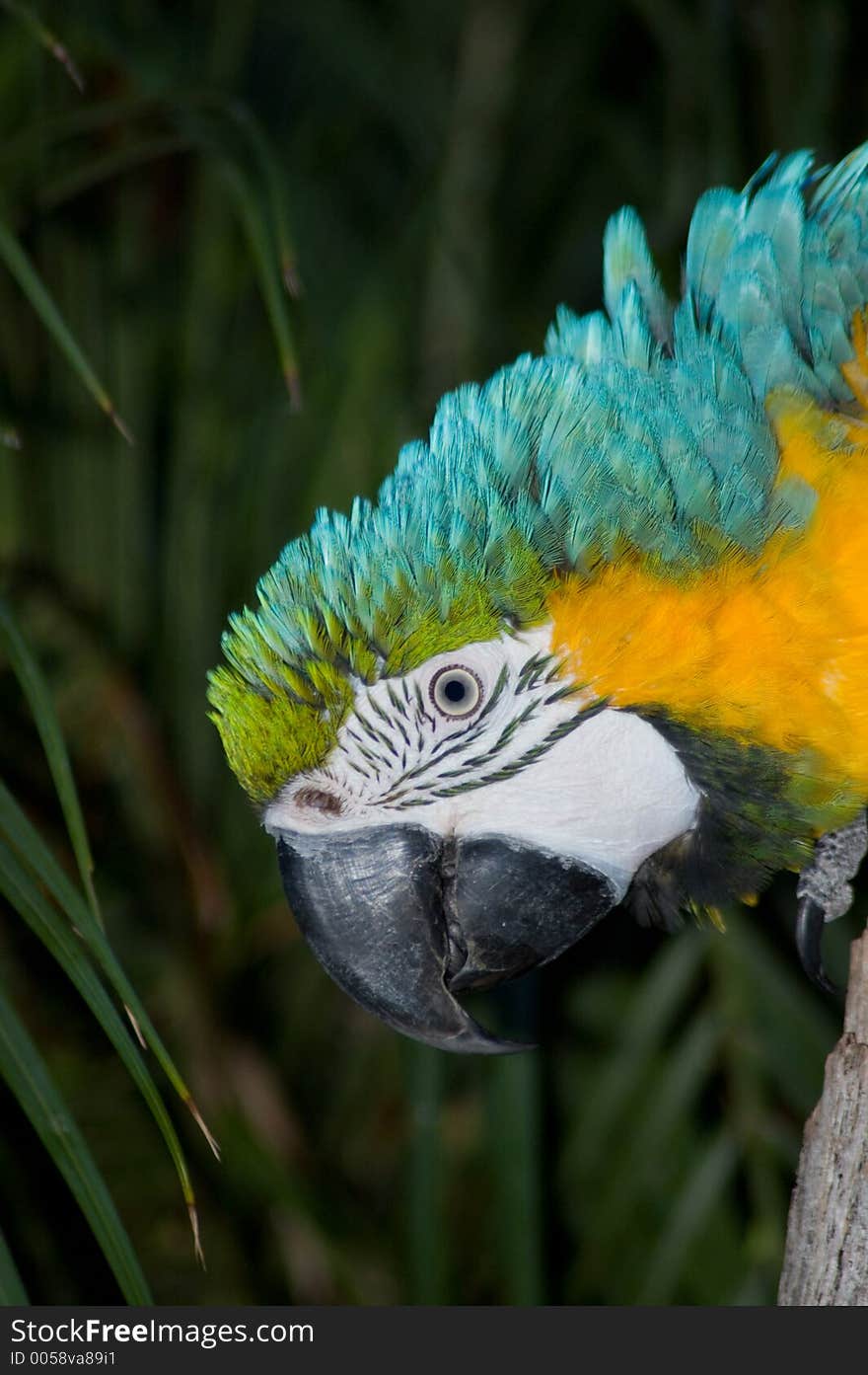 A tight shot of a Macaw's head. A tight shot of a Macaw's head.