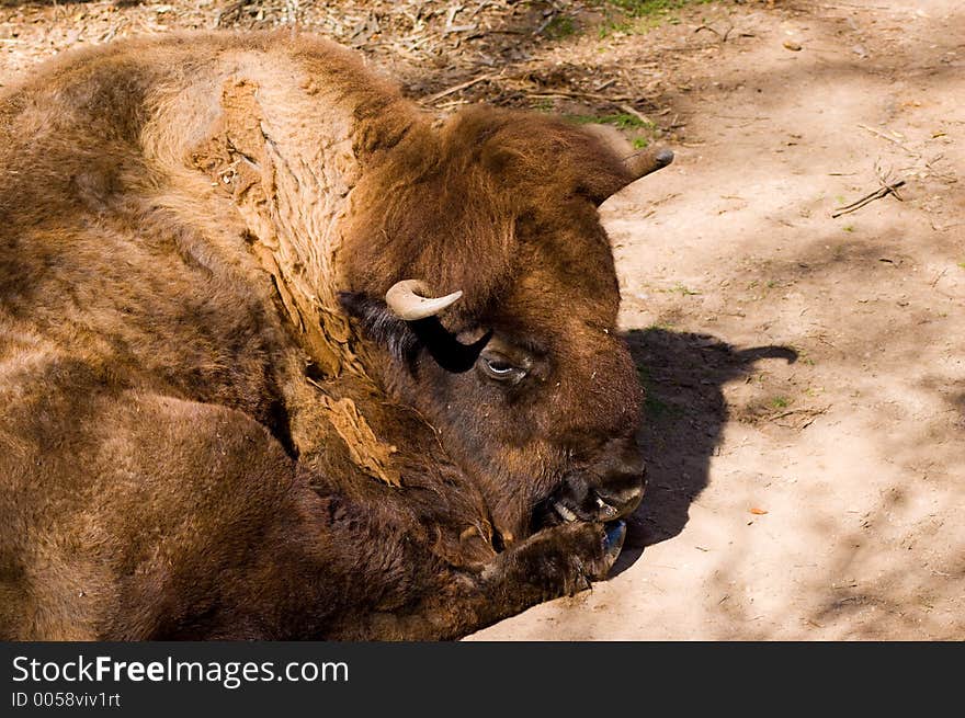 Bison Resting