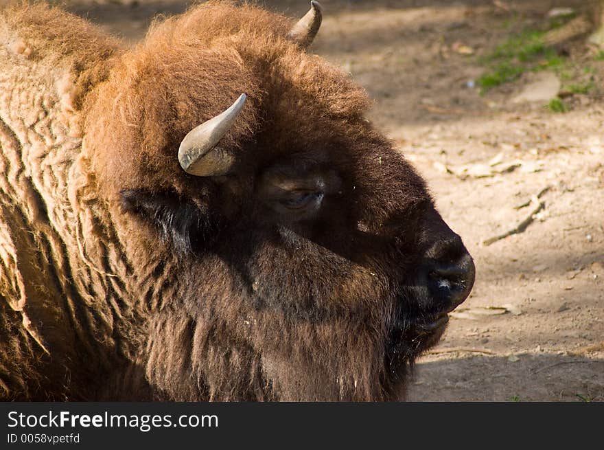 Bison Head Shot