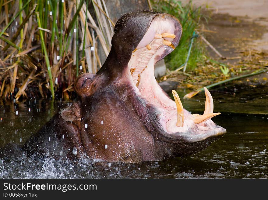 A hippopotamus opens its mouth wide open. A hippopotamus opens its mouth wide open.