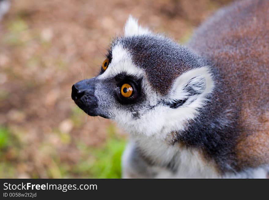 A closeup shot of a lemur. A closeup shot of a lemur.