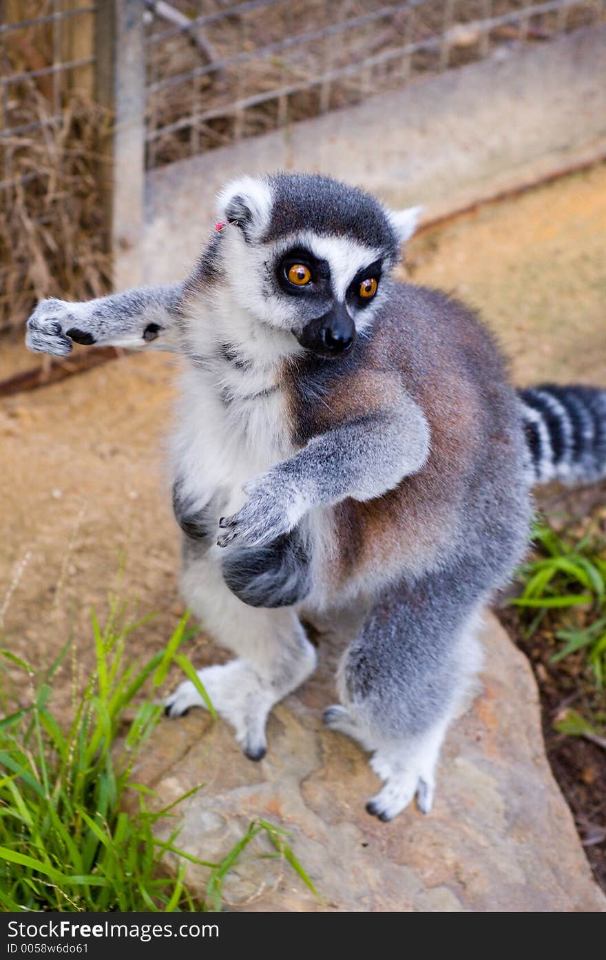 Cheeky Lemur