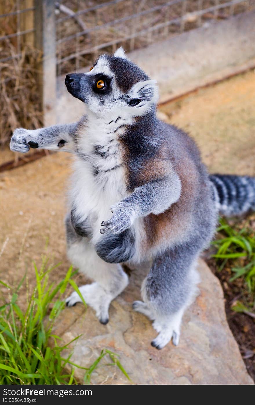 A Lemur waits to be fed. A Lemur waits to be fed.