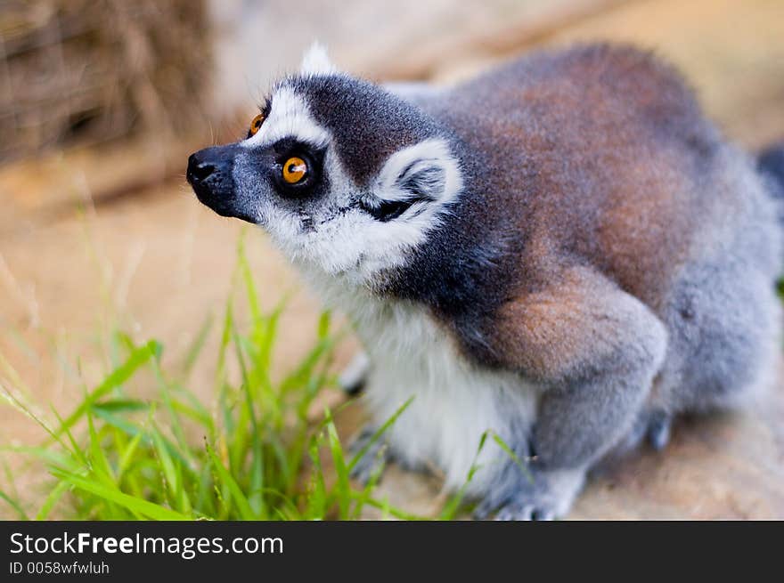 A Lemur eagerly awaits to be fed. A Lemur eagerly awaits to be fed.