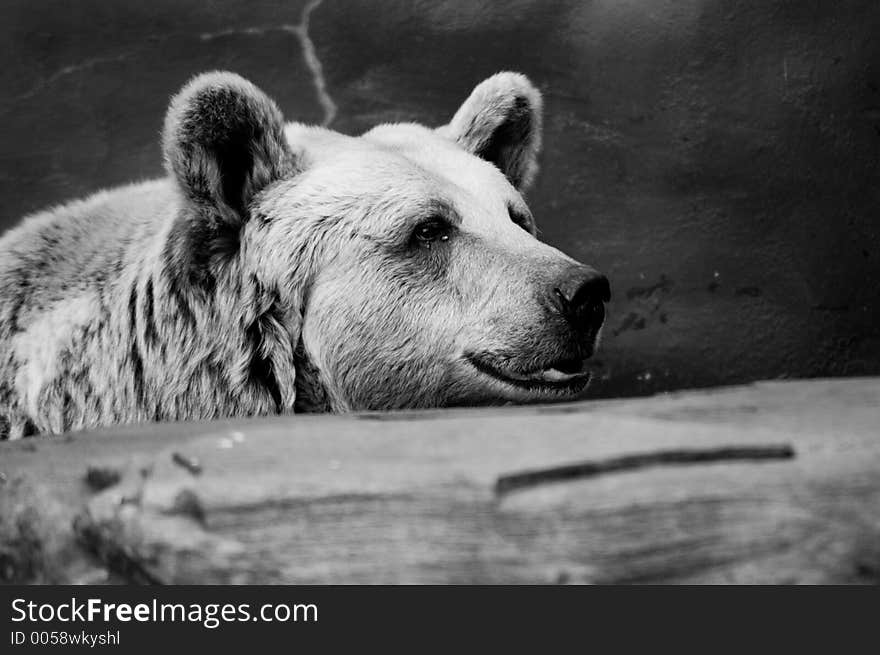 A Brown Bear takes a rest behind a fallen log. A Brown Bear takes a rest behind a fallen log.