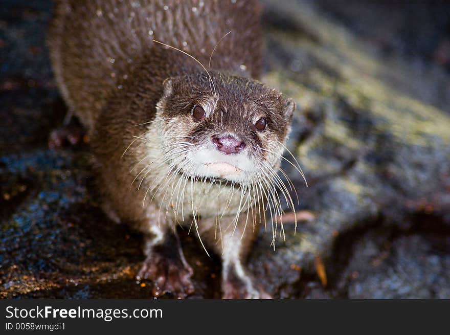 An Otter has a gander at me. An Otter has a gander at me.