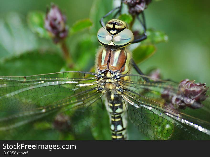 Close-up of a Damselfly