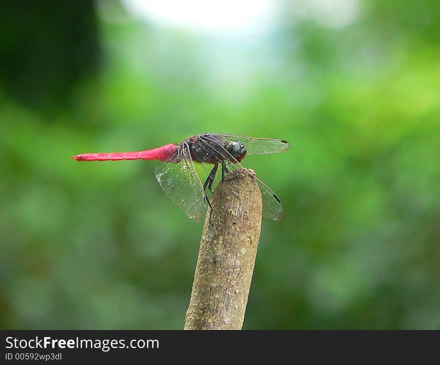 Dragon Fly in Sri Lanka