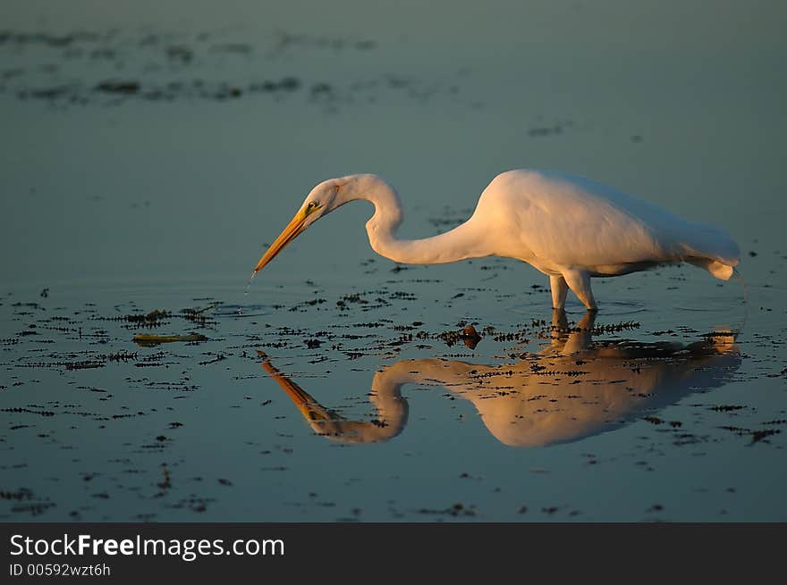 Bird reflex