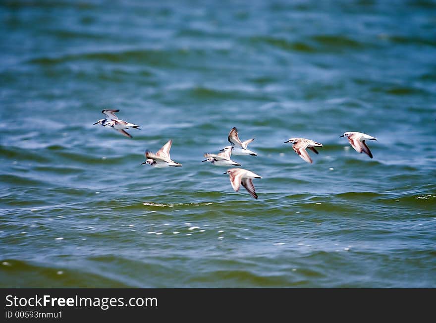 Bird in Flight