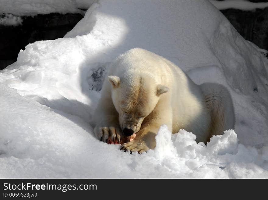 Hungry Polar Bear